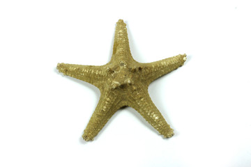 Fototapeta na wymiar Caribbean starfish isolated on white background.