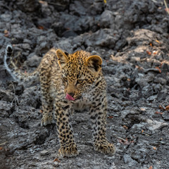 leopard cub isolated - South Africa