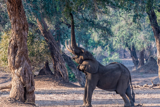 Bull Elephant Trunk Extended To Reach High Branch