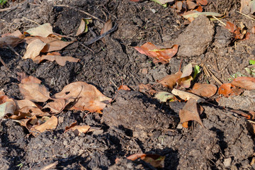 Orange leaves on ground closeup photo. Rowan leaves on brown ground background. Autumn lawn with fallen leaves. Dirty soil macro photo. Nature concept