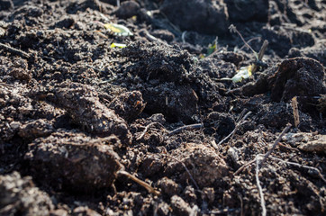 Molehill humus mold outdoors loose soil