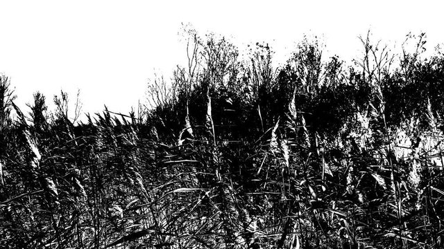 Meadow grass swaying in the wind, black and white high contrast video with engraving effect 