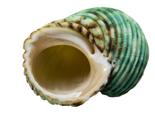 Seashell Open Turban Isolated on White