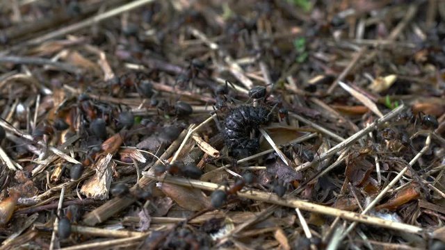 Ants attack large black larvae on anthill - (4K)