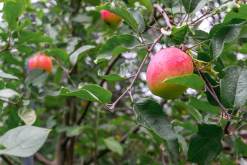 Ripe red apples on tree branches in autumn orchard ready for harvest