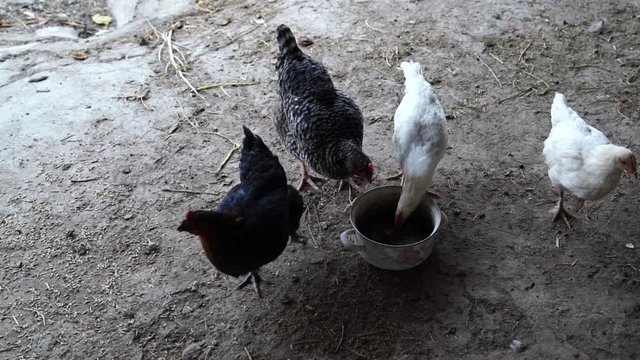 While hens drink water from a bowl on ground one of them attacks the others