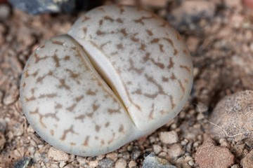 The Living stone plant Lithops pseudotruncatella, from the Windhoek area in Namibia, C99 region.
