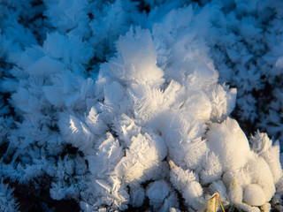  Frozen moisture on the plants turned into bizarre snowflakes.