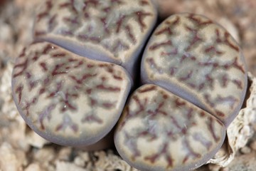 The Living stone plant Lithops bromfieldii, from the Upington area in South Africa, C368 region.
