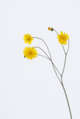 fiori e stelo di hypochaeris radicata isolata su sfondo bianco