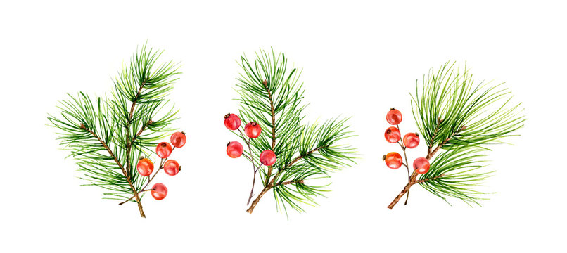 Christmas set with green pine branches and red berries isolated on white background. Watercolor illustration for celebration of New Year, greeting cards, banners, invitations, calendars.