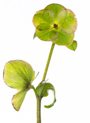 Elleboro Photos Royalty Free Images Graphics Vectors Videos Adobe Stock