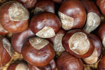 Macro photo of horse chestnuts