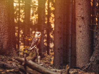 Barn owl (Tyto alba) sitting on stump in autumn forest by sunset. Barn owl by sunset. Owl in autumn forest.