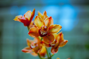 Natural colored orchids with green background.