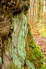 An old tree trunk with weathered bark in green and brown colours