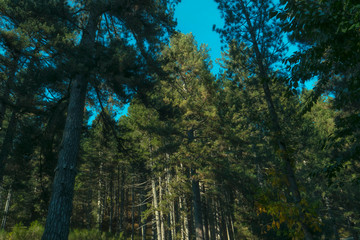 Fototapeta premium mountain pine trees, view from below towards the sky. the rays of light that pass through the trees