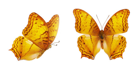 Two beautiful yellow butterflies. Orange Vindula erota isolated on white background. Butterfly with...