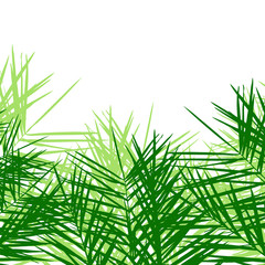 Background with palm leaves. Vector