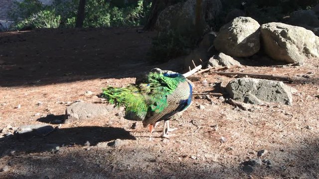 Wildlebende Bunte Pfauen im Pfauenwald Plaka auf Kos Griechenland