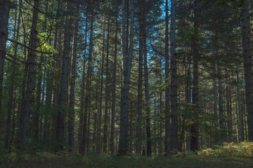 Fototapeta premium sunset in a forest. autumn with colorful tree