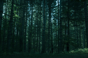 sunset in a forest. autumn with colorful tree