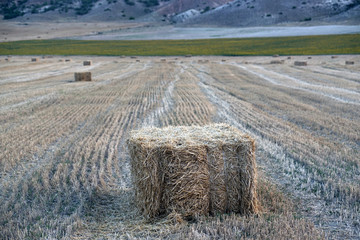 Square hay bales and harvested field