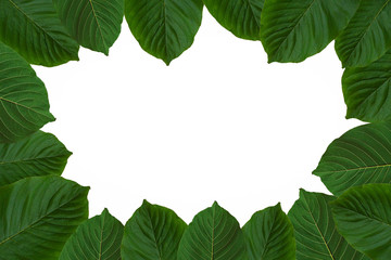 Mitragynina speciosa or (Kratom leaves) that are stacked together. © tammarat