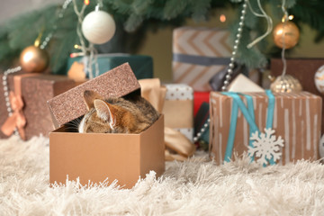 Cute funny cat in Christmas gift box at home