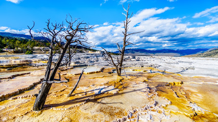 Dead trees caused by mineral rich waters and vapors near Canary Spring on the Main Terrace in the Mammoth Springs area of Yellowstone National Park, Wyoming, United States