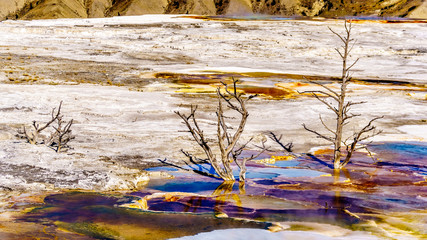 Dead trees caused by mineral rich waters and vapors near Canary Spring on the Main Terrace in the Mammoth Springs area of Yellowstone National Park, Wyoming, United States