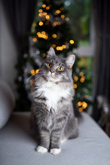 portrait of a cute blue tabby maine coon cat sitting on couch in front of christmas tree with bokeh...