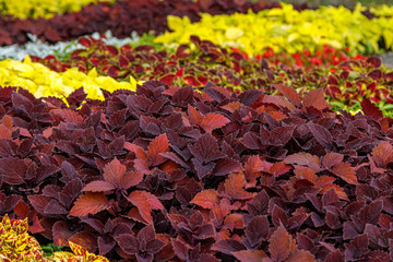autumn beautiful bushes plants coleus purple