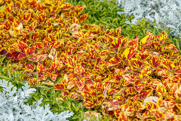 autumn beautiful bushes plants coleus purple