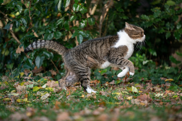 Naklejka na ściany i meble side view of a tabby white british shorthair cat running on grass with autumn leaves outdoors in nature