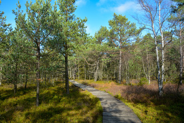 Fototapeta na wymiar Wood path in sunny day, through the black bog moor in the German