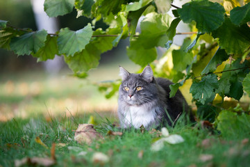 Naklejka na ściany i meble portrait of a cute blue tabby maine coon cat resting under a bush outdoors in nature looking ahead