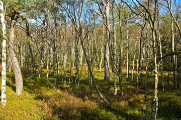 Birch and trees in the black moor in the Rhön, Germany