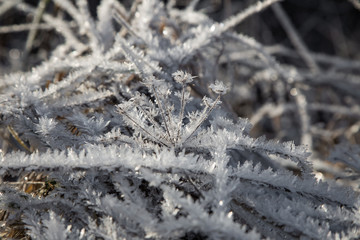 Grass covered with ice crystals, morning frost, frost patterns. Close up
