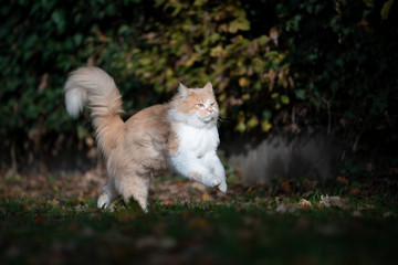 Naklejka na ściany i meble cream tabby white ginger maine coon cat with fluffy tail running on grass outdoors in the sunlight wearing gps tracker attached to collar