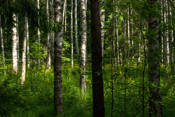 A dense green forest, consisting of different trees: birch, linden and aspen.