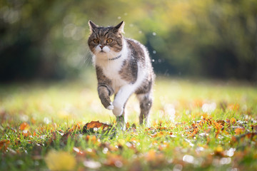 Naklejka na ściany i meble tabby white british shorthair cat running on grass with autumn leaves in the sunlight outdoors in nature wearing anti flea and tick collar