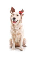 Cute funny dog with Christmas deer horns on white background
