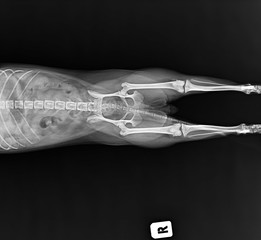 An X-ray photo of the dislocation femur bone and kneecap of a small dog