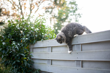blue tabby maine coon cat climbing down fence outdoors in the back yard