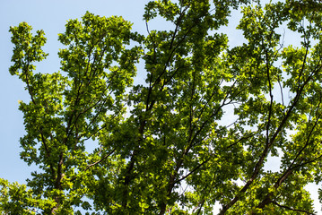 Tree branches with green leaves on a background of blue sky on a sunny day in summer