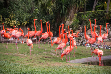 Pink flamingos on a green lawn at a zoo
