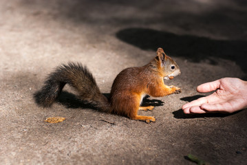 Naklejka na ściany i meble Man feeds with a palm a small red squirrel with a fluffy tail of hazelnuts