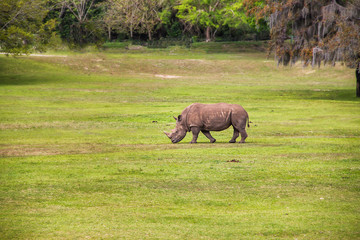Grey rhinoceros grazing in a field 