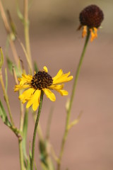 Little Yellow Flowers in the Fall